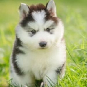 Meet your Posher, Liz bellarae